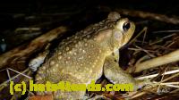 /home//u458753944/public_html/sourcegallery/////Roxborough Toad Detour/2013-2019/2016/2016-04-26/20160426_214150.jpg